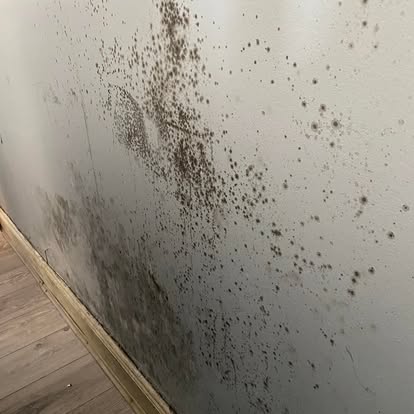 Cavity Wall Is Damp