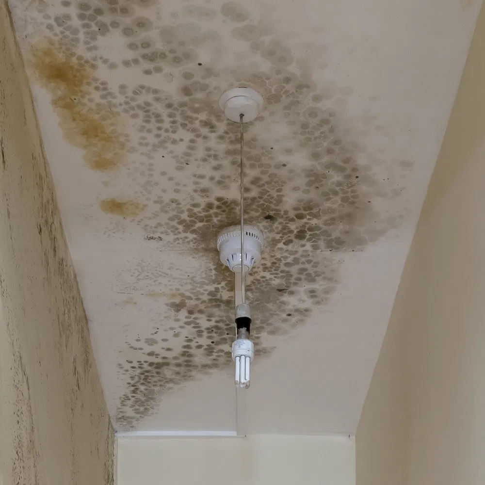 Fixing Black Mould On Wall