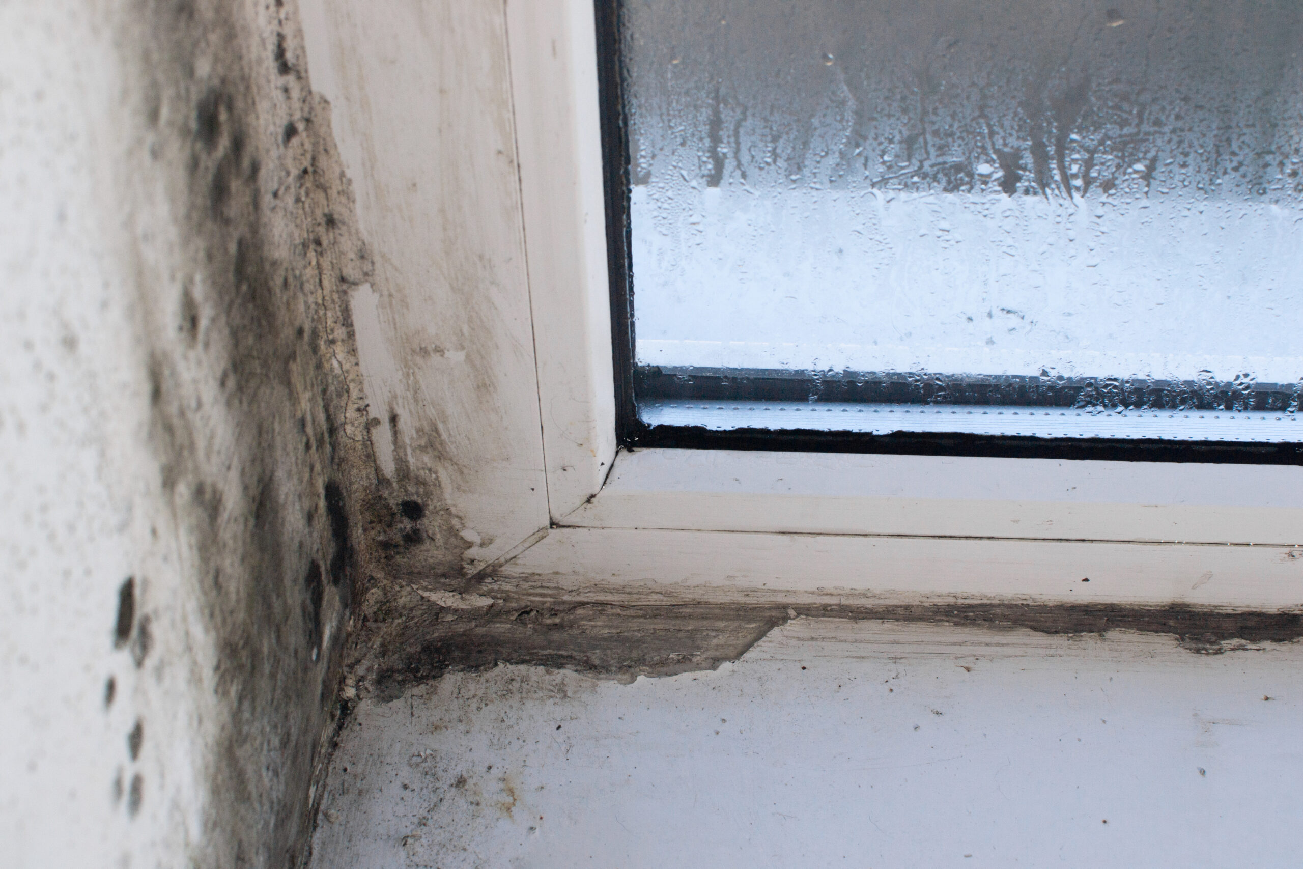 Professional Damp Treatment - Mould By Window