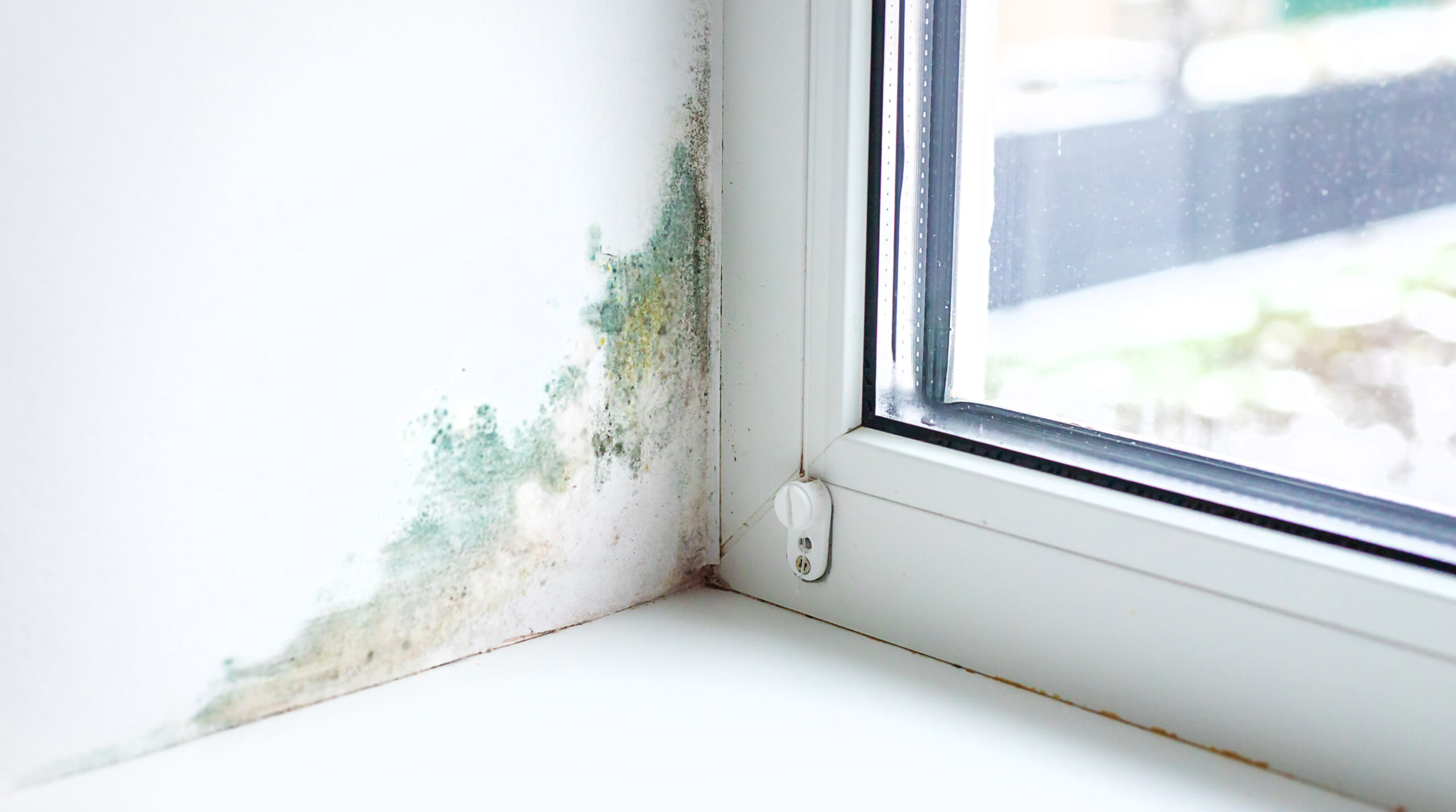 Expert Mould Removal Services Restore a Safe, Spotless Living Environment