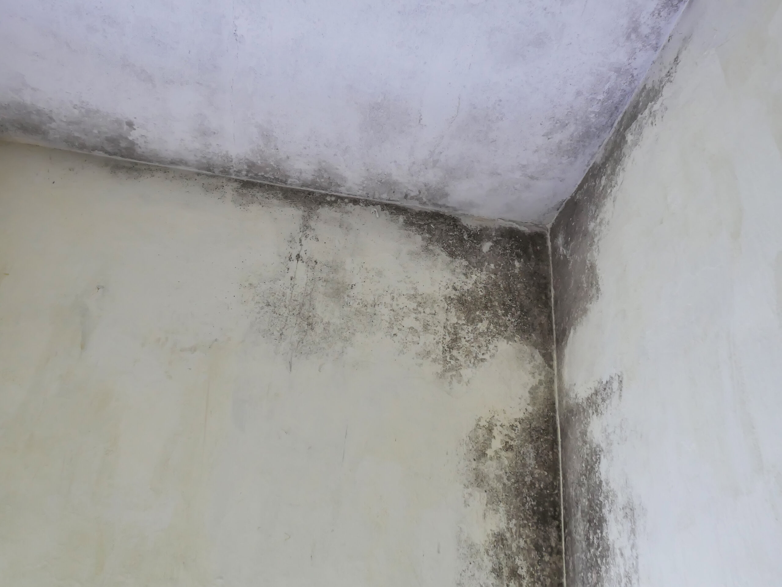Expert Mould Removal Services Restore a Safe, Spotless Living Environment